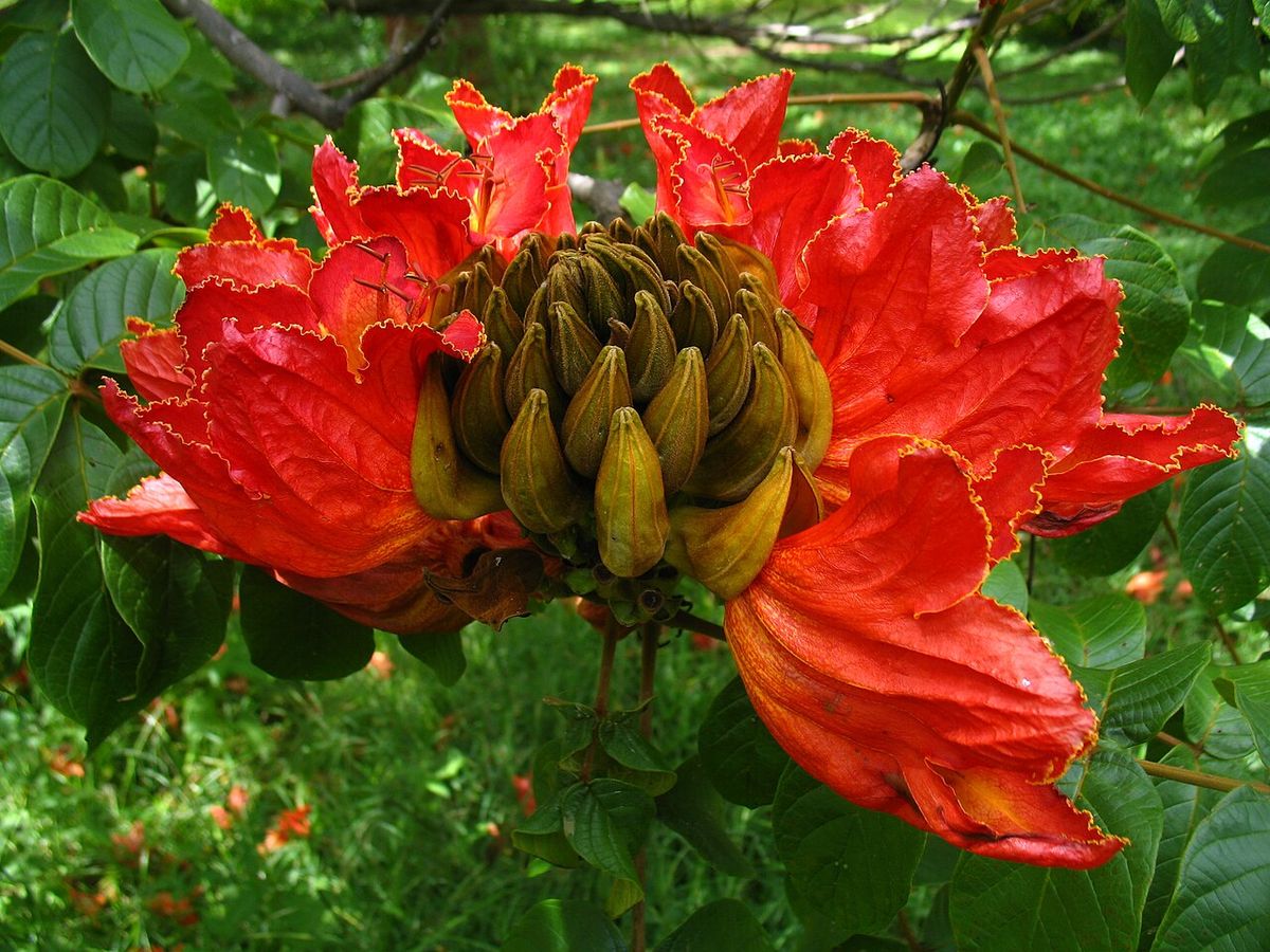 Ramillete de flores rojas de tulipán africano con los botones curvos al centro.