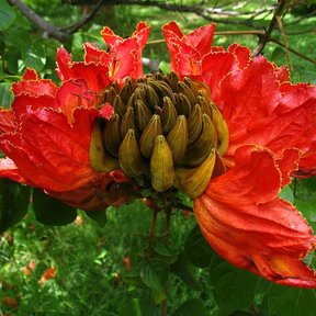 Ramillete de flores rojas de tulipán africano con los botones curvos al centro.