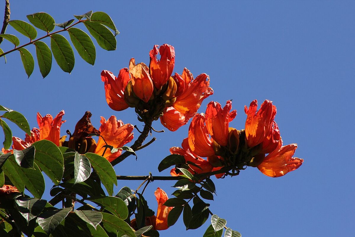 Flores rojas de tulipán africano abiertas contra un cielo azul intenso.
