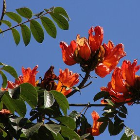 Flores rojas de tulipán africano abiertas contra un cielo azul intenso.