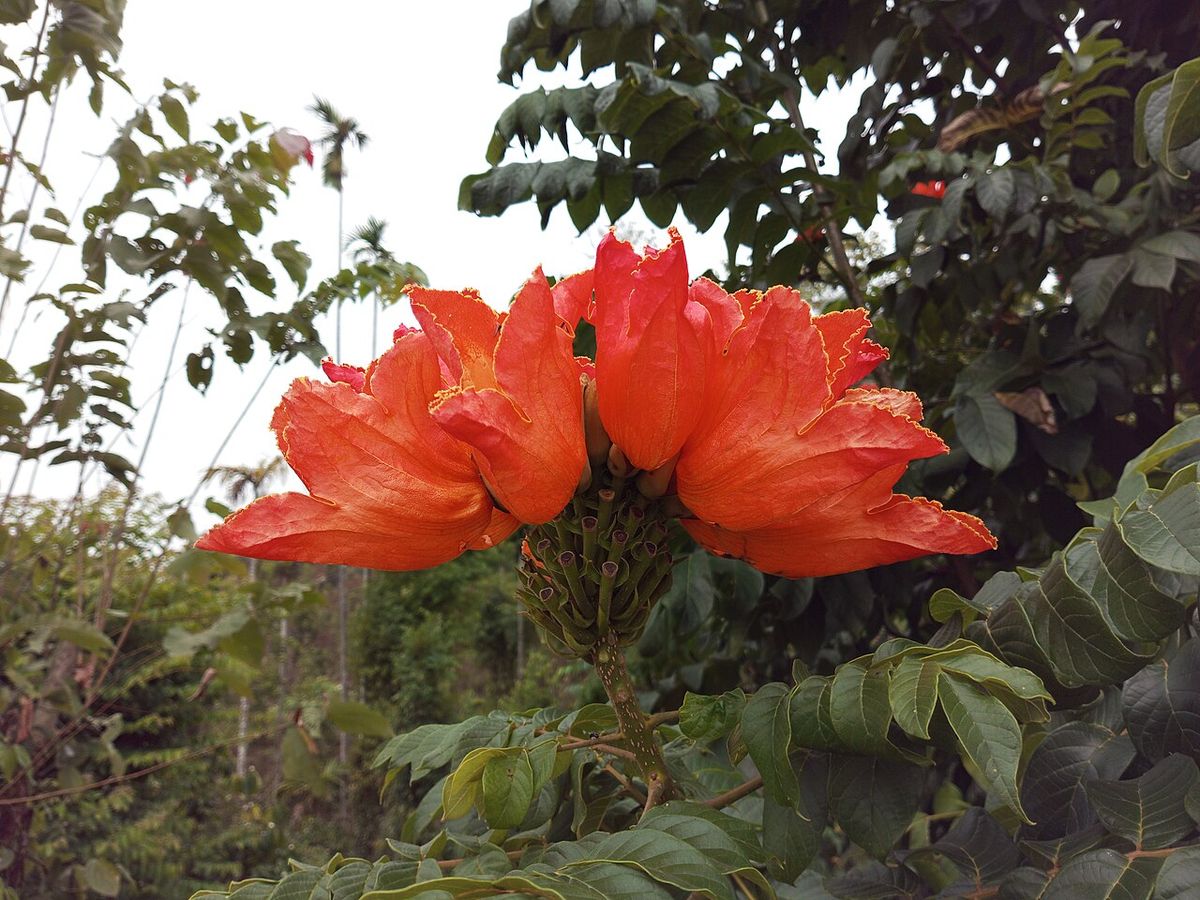 Flor roja de tulipán africano abierta entre el follaje pinnado y oscuro.