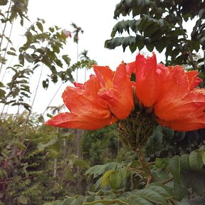 Flor roja de tulipán africano abierta entre el follaje pinnado y oscuro.
