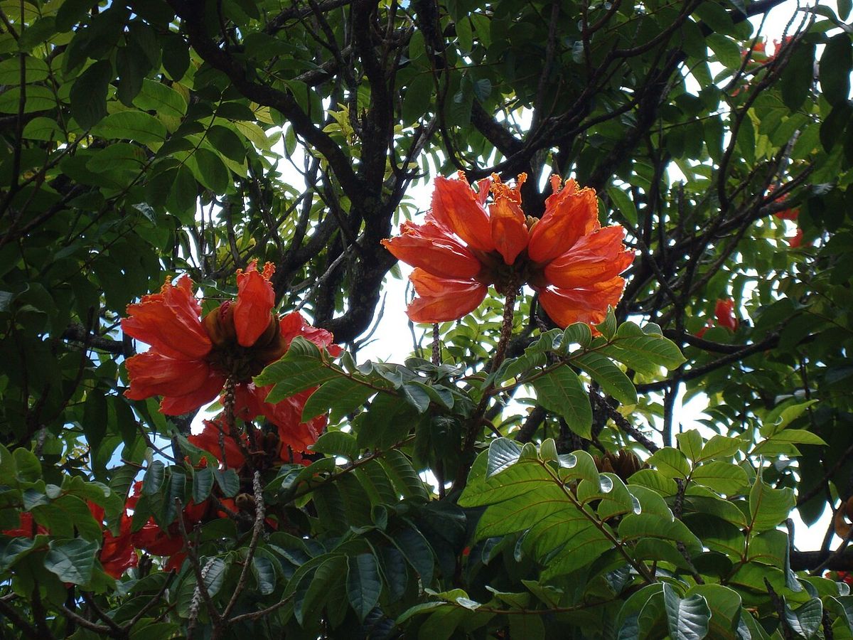 Dos flores rojas de tulipán africano asomando entre las hojas de la copa.