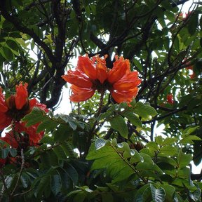 Dos flores rojas de tulipán africano asomando entre las hojas de la copa.