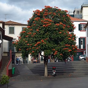 Tulipán africano en flor de copa redonda en una plaza, entre casas blancas.