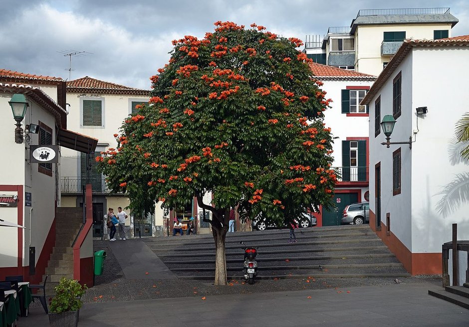 Tulipán africano en flor de copa redonda en una plaza, entre casas blancas.