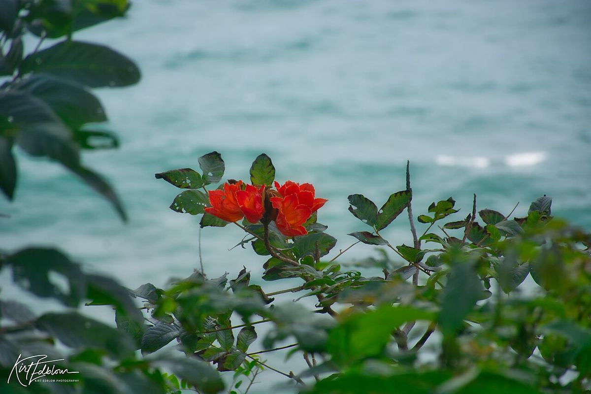 Flores rojas de tulipán africano sobre el follaje, con el mar al fondo.
