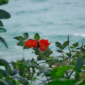 Flores rojas de tulipán africano sobre el follaje, con el mar al fondo.