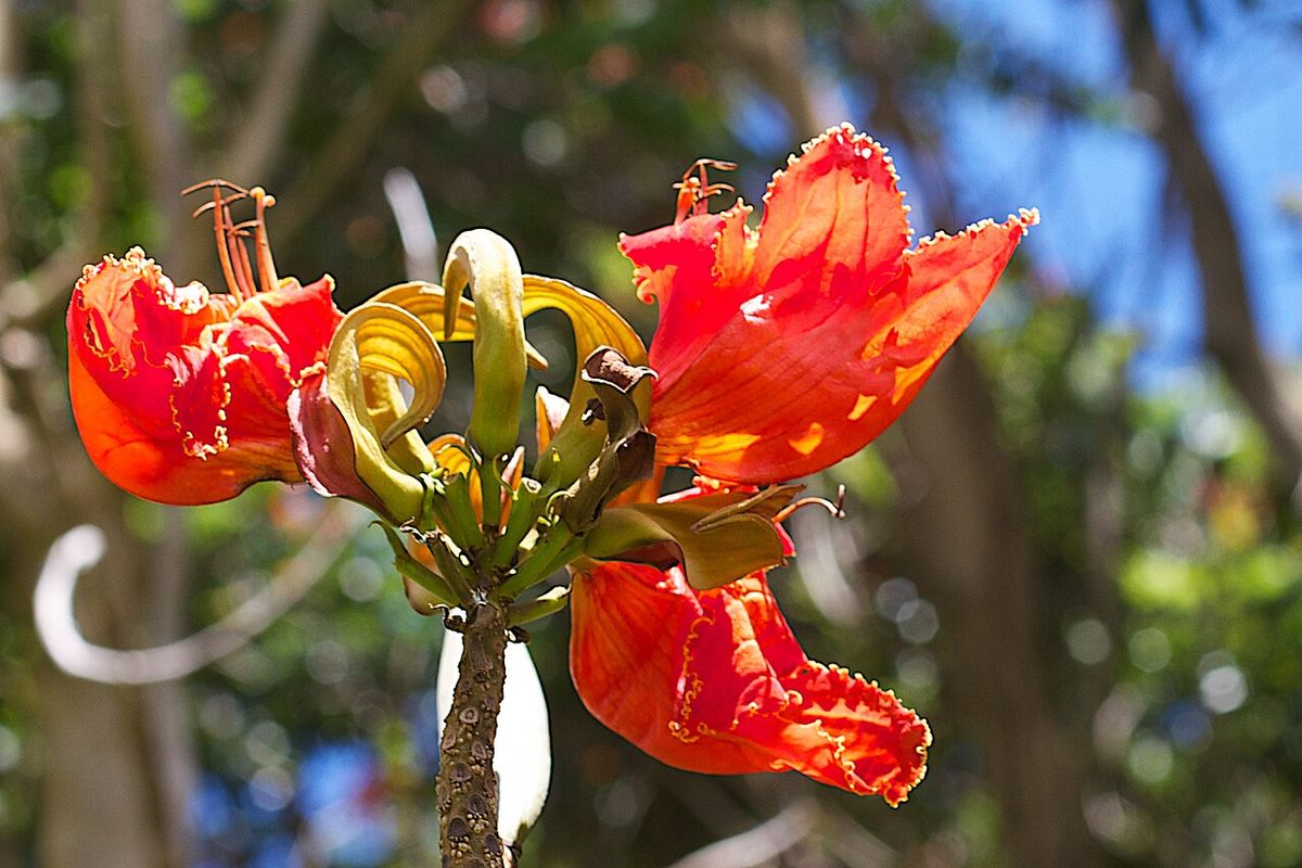 Flor de tulipán africano abierta de cerca, con los estambres y el pistilo a la vista.