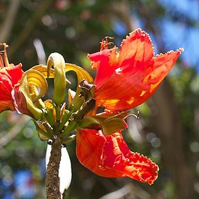 Flor de tulipán africano abierta de cerca, con los estambres y el pistilo a la vista.