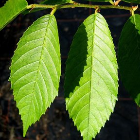 Hojas aserradas y nervadas de olmo sobre una ramilla, contra un fondo oscuro.