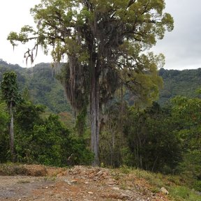 Olmo enorme y solitario sobre una loma, con las montañas y la neblina detrás.