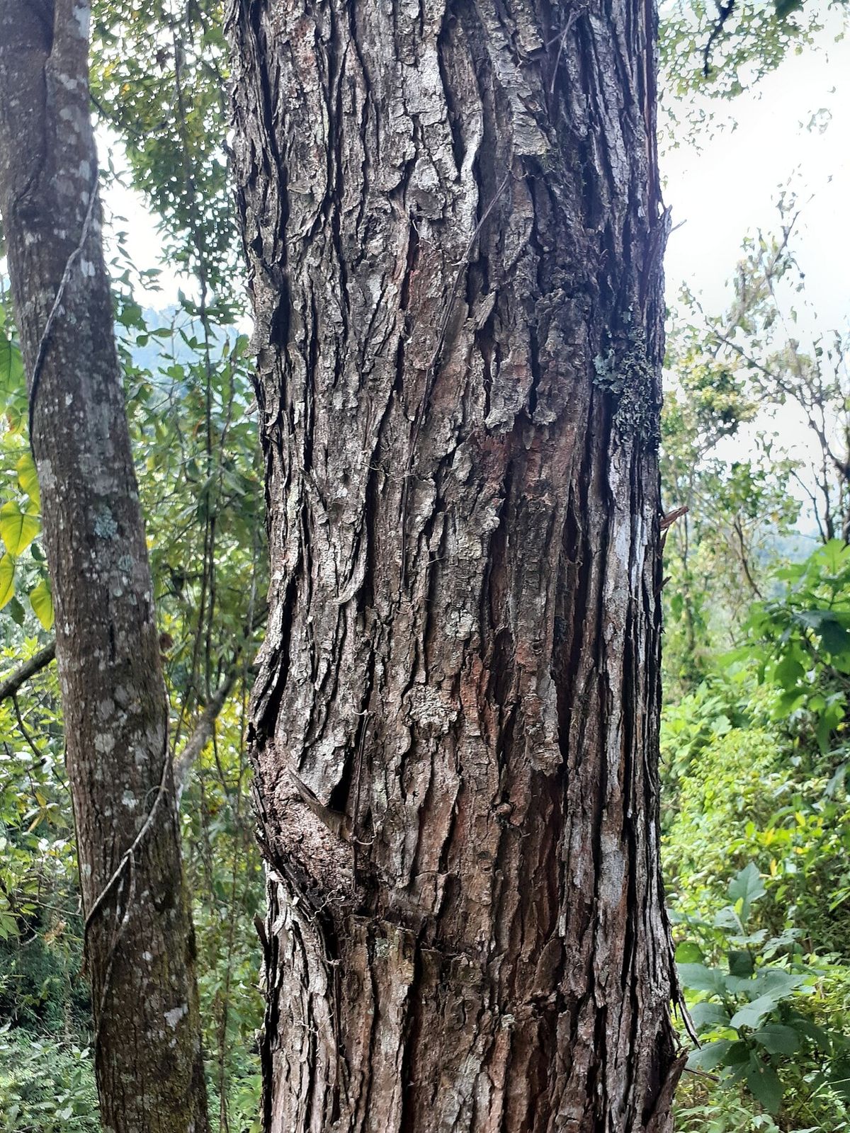 Tronco de olmo con la corteza fibrosa y desprendida en tiras verticales.