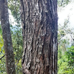 Tronco de olmo con la corteza fibrosa y desprendida en tiras verticales.