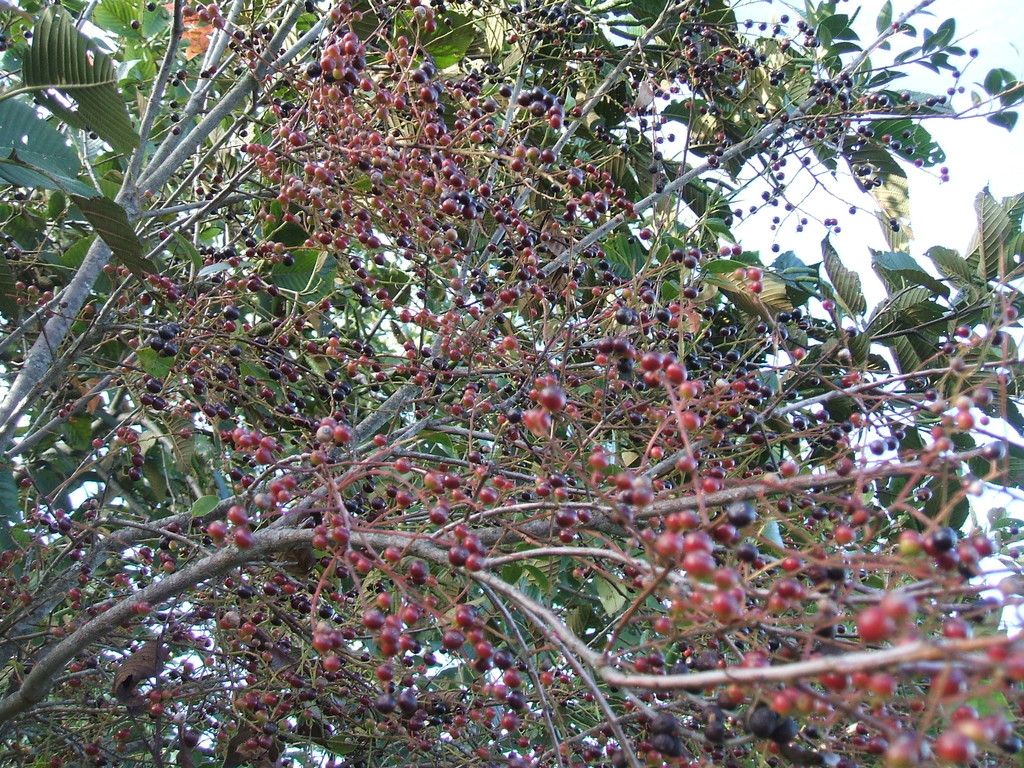Huicapol cargado de frutos rojos y morados, con las ramas arqueadas.