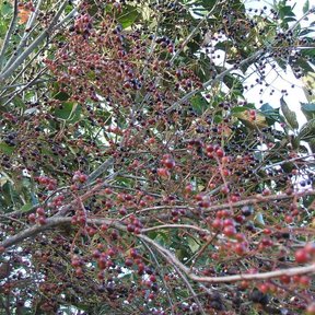 Huicapol cargado de frutos rojos y morados, con las ramas arqueadas.