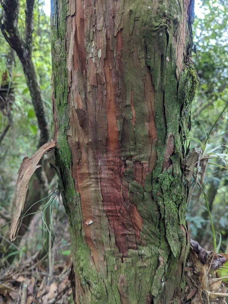 Tronco de huicapol con la corteza rojiza desprendiéndose en tiras finas.