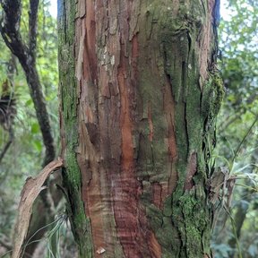 Tronco de huicapol con la corteza rojiza desprendiéndose en tiras finas.