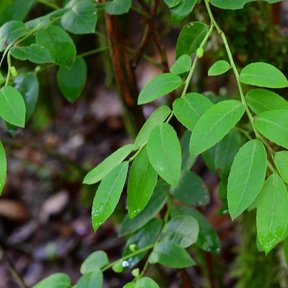 Frutos negros de huicapol madurando entre hojas pequeñas y lustrosas.
