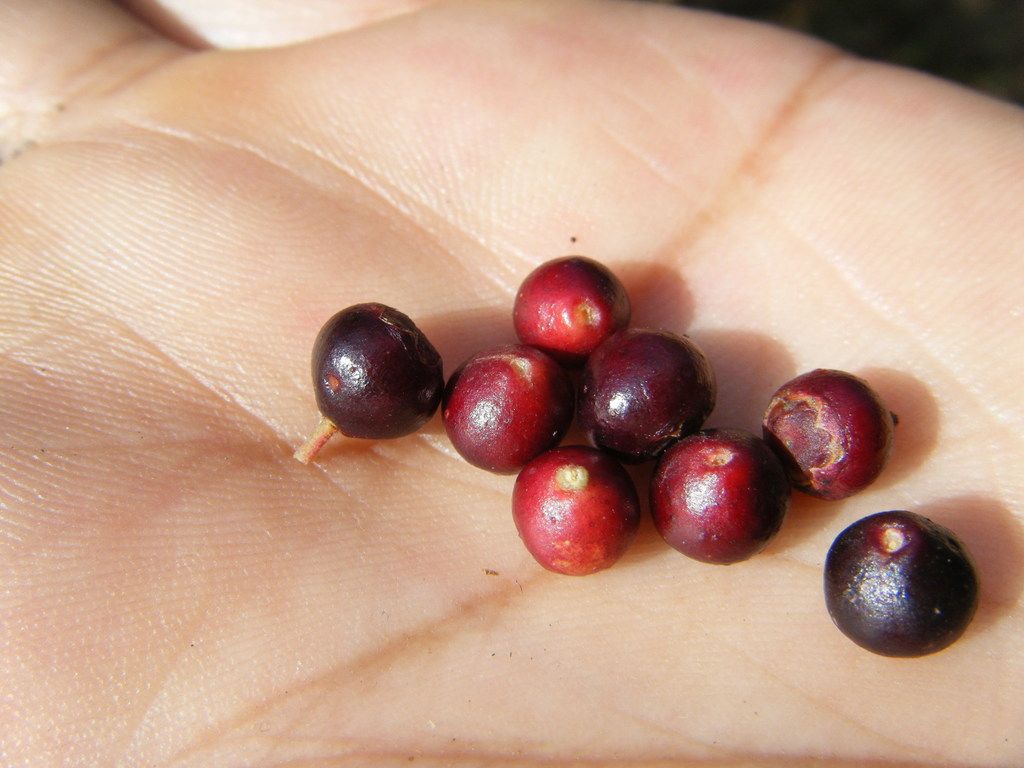 Una mano sostiene siete frutos de huicapol, del rojo al morado casi negro.