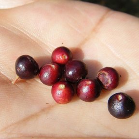 Una mano sostiene siete frutos de huicapol, del rojo al morado casi negro.