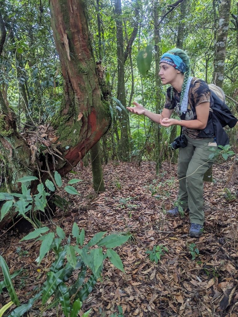 Una persona examina el tronco rojizo de un huicapol dentro del bosque.