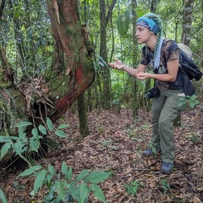 Una persona examina el tronco rojizo de un huicapol dentro del bosque.