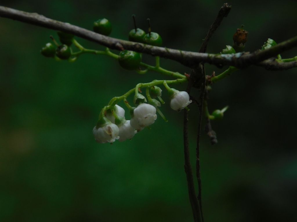 Flores blancas y acampanadas de huicapol colgando de una ramilla oscura.