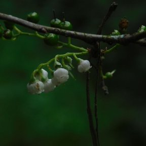 Flores blancas y acampanadas de huicapol colgando de una ramilla oscura.