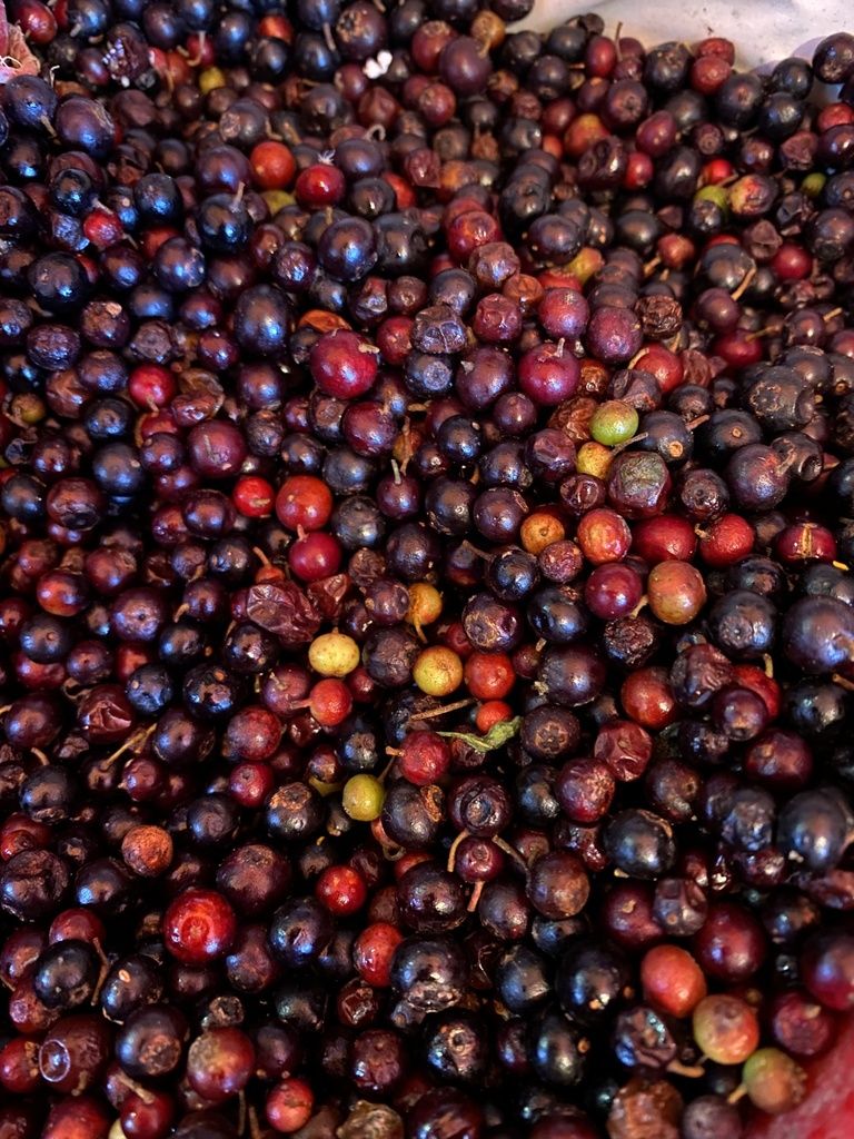 Montón de frutos de huicapol recolectados, del rojo al negro, muy juntos.