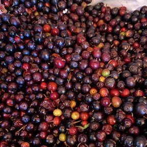 Montón de frutos de huicapol recolectados, del rojo al negro, muy juntos.