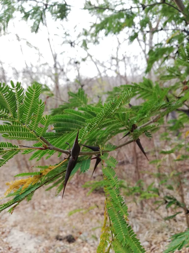 Espinas oscuras y pareadas de huizcolote sobre una rama con hojas bipinnadas.