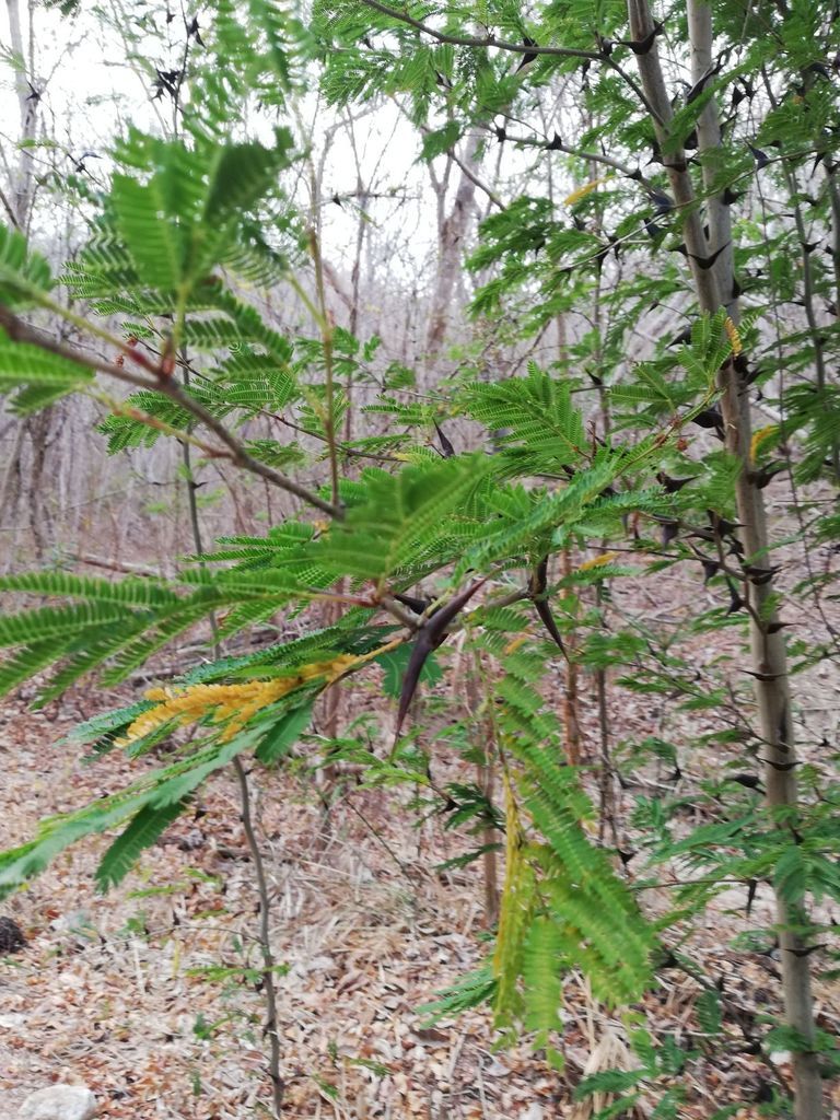 Ramas de huizcolote erizadas de espinas largas, en un monte seco y sin hojas.