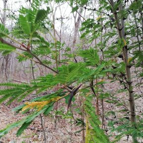 Ramas de huizcolote erizadas de espinas largas, en un monte seco y sin hojas.