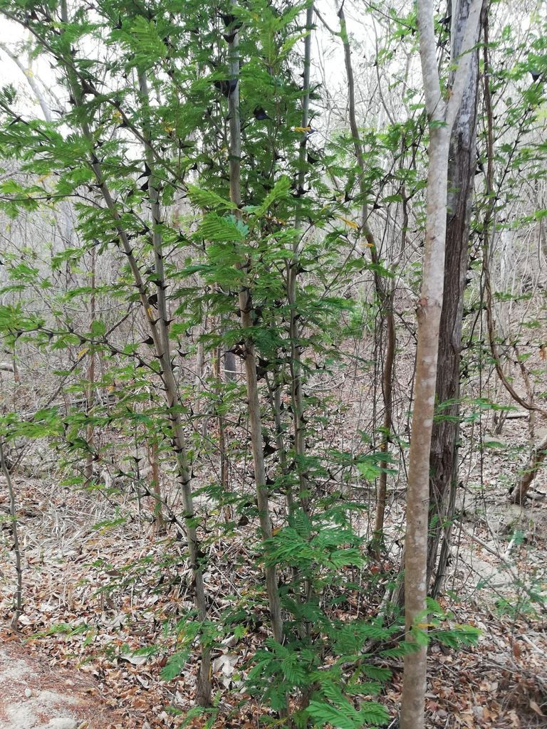 Huizcolote de varios tallos y follaje verde creciendo en la selva seca.