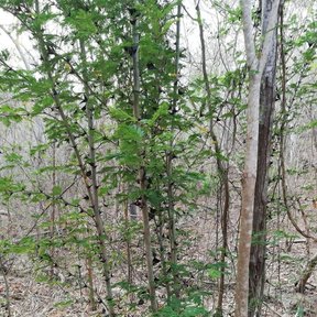 Huizcolote de varios tallos y follaje verde creciendo en la selva seca.