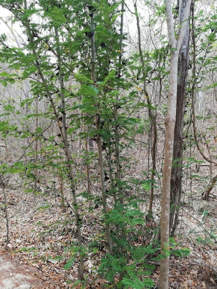Huizcolote de varios tallos y follaje verde creciendo en la selva seca.