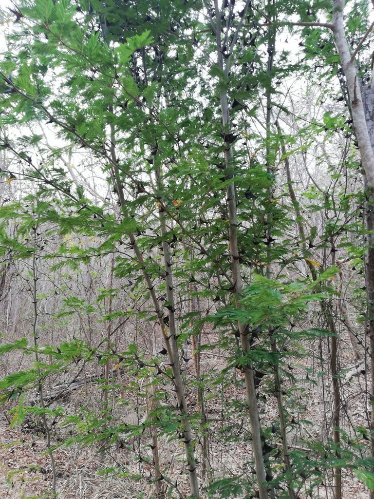 Huizcolote de ramas espinosas y hojas nuevas entre troncos secos del monte.