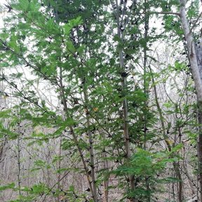 Huizcolote de ramas espinosas y hojas nuevas entre troncos secos del monte.