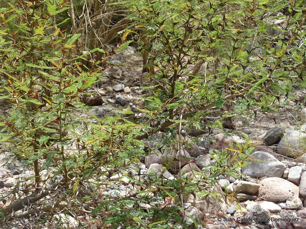 Matorral de huizcolotes creciendo en el cauce pedregoso de un arroyo seco.