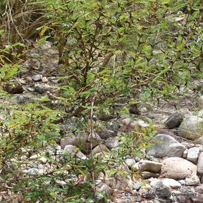 Matorral de huizcolotes creciendo en el cauce pedregoso de un arroyo seco.