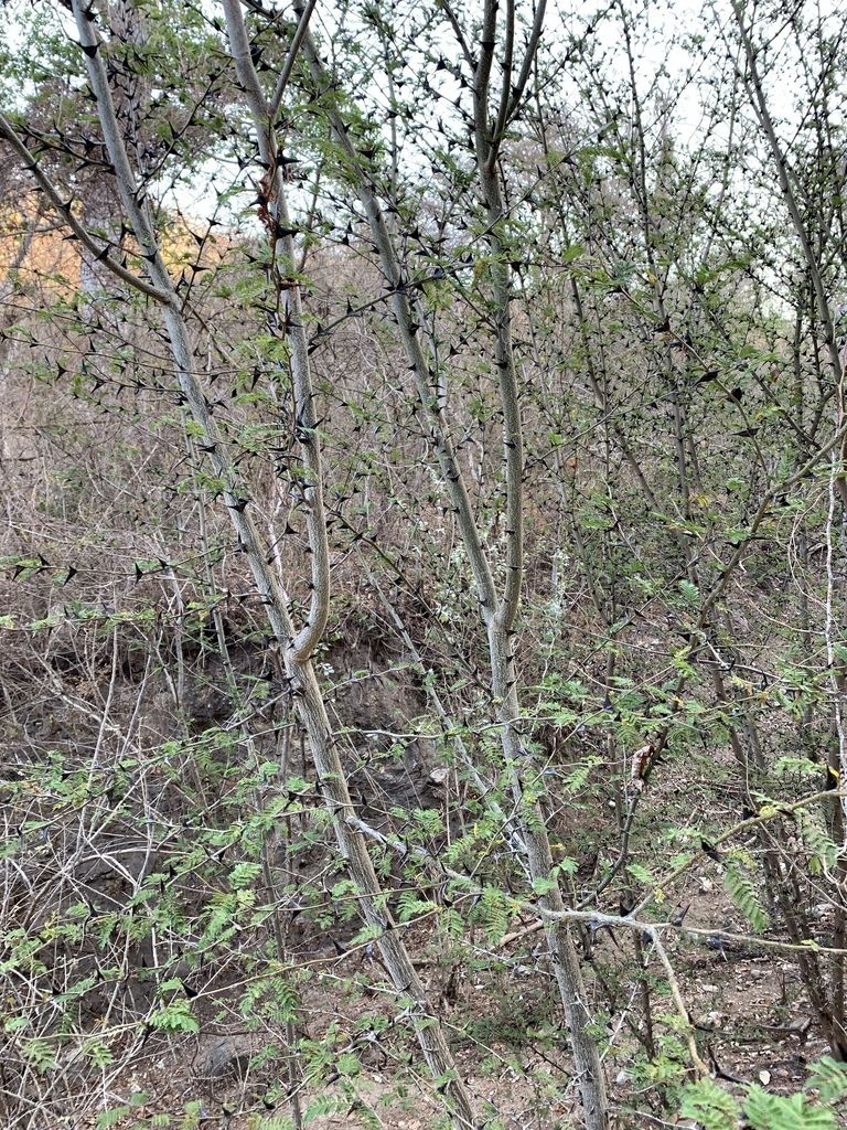Huizcolotes de tallos delgados y espinosos en una ladera de selva seca.