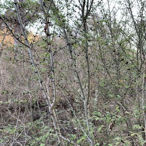 Huizcolotes de tallos delgados y espinosos en una ladera de selva seca.