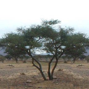 Árboles de copa aparasolada repartidos en un llano seco, con el cerro al fondo.