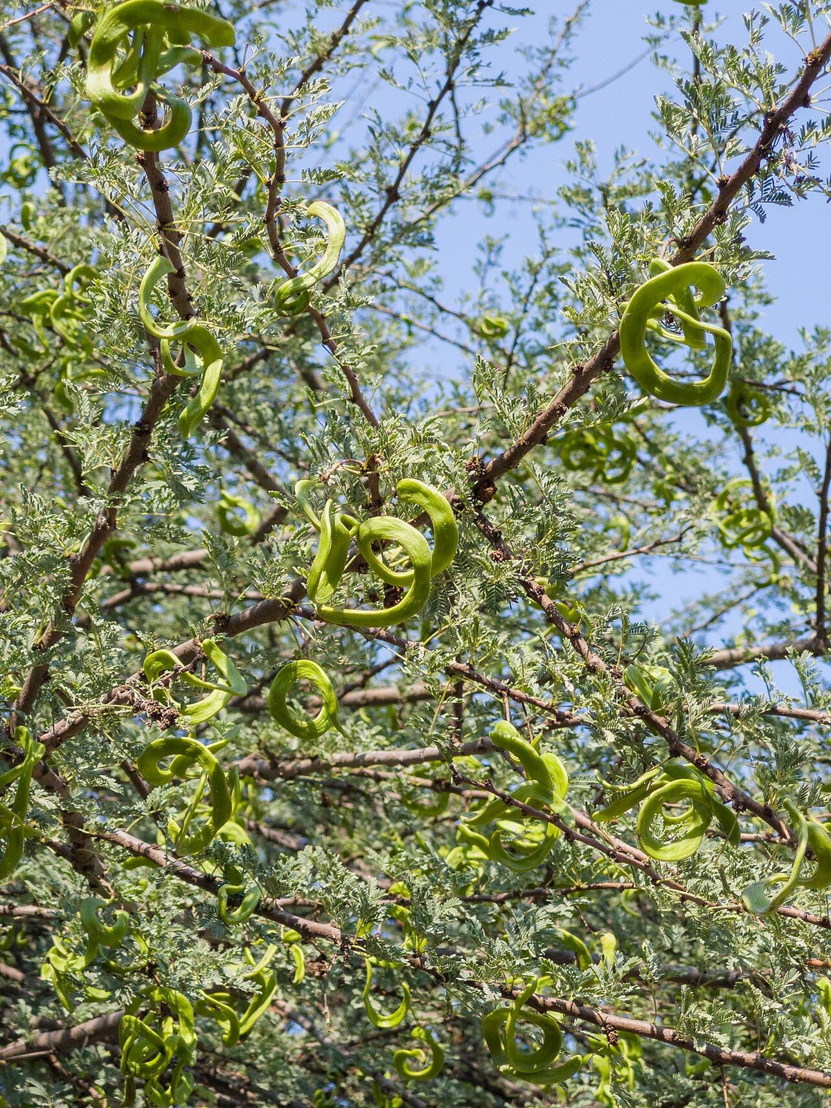 Vainas verdes y enroscadas colgando entre las ramas espinosas, contra el cielo.