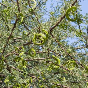 Vainas verdes y enroscadas colgando entre las ramas espinosas, contra el cielo.