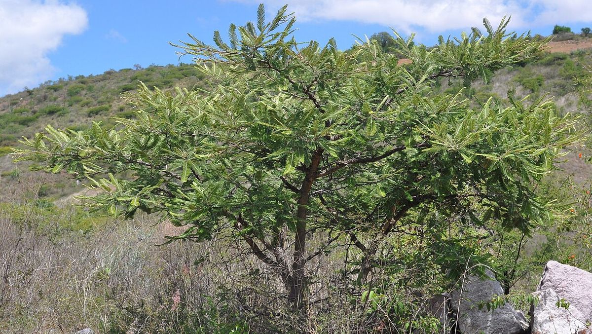 Huizache de copa aplanada y follaje fino creciendo en una ladera pedregosa.