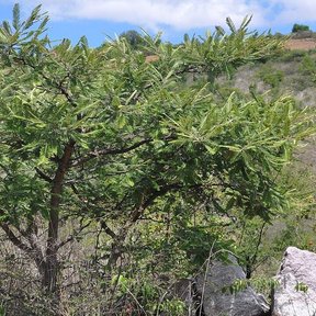 Huizache de copa aplanada y follaje fino creciendo en una ladera pedregosa.