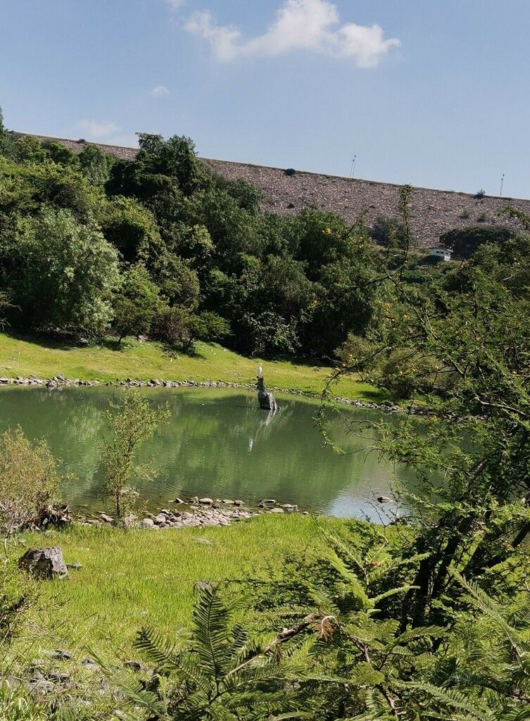 Huizaches al borde de una represa, con el agua y el terraplén al fondo.