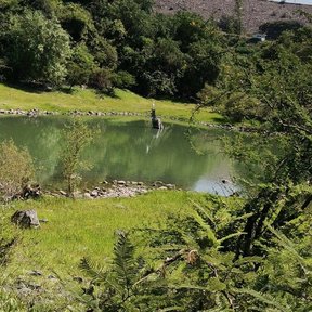 Huizaches al borde de una represa, con el agua y el terraplén al fondo.
